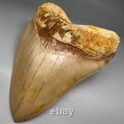 Collector Quality 5.85 Fossil INDONESIAN MEGALODON Shark Tooth Very Sharp