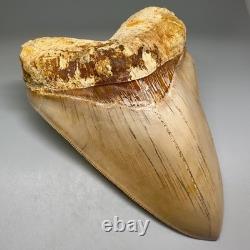 Collector Quality 5.85 Fossil INDONESIAN MEGALODON Shark Tooth Very Sharp