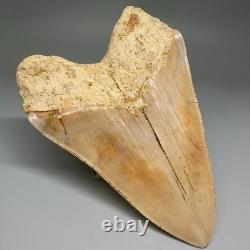 Collector Quality 5.85 Fossil INDONESIAN MEGALODON Shark Tooth Very Sharp