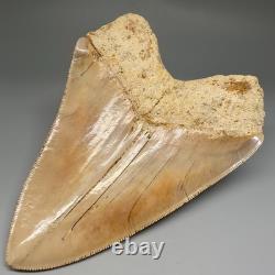 Collector Quality 5.85 Fossil INDONESIAN MEGALODON Shark Tooth Very Sharp