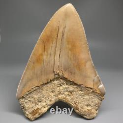 Collector Quality 5.85 Fossil INDONESIAN MEGALODON Shark Tooth Very Sharp