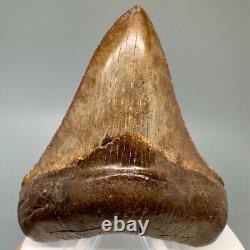 Collector Quality Brown/Red 3.01 Fossil MEGALODON Shark Tooth Georgia