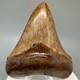 Collector Quality Brown/red 3.01 Fossil Megalodon Shark Tooth Georgia