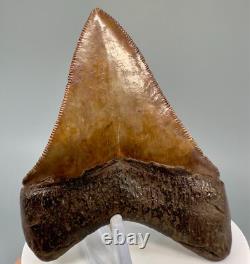 Collector Quality Brown/Red 3.01 Fossil MEGALODON Shark Tooth Georgia
