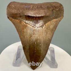 Collector Quality Brown/Red 3.01 Fossil MEGALODON Shark Tooth Georgia