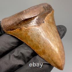 Collector Quality Brown/Red 3.01 Fossil MEGALODON Shark Tooth Georgia