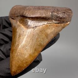 Collector Quality Brown/Red 3.01 Fossil MEGALODON Shark Tooth Georgia