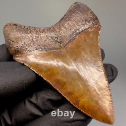 Collector Quality Brown/Red 3.01 Fossil MEGALODON Shark Tooth Georgia