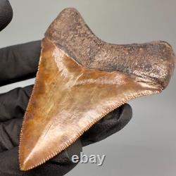 Collector Quality Brown/Red 3.01 Fossil MEGALODON Shark Tooth Georgia
