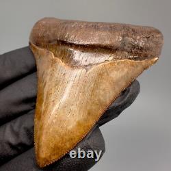 Collector Quality Brown/Red 3.01 Fossil MEGALODON Shark Tooth Georgia