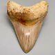 Collector Quality, Gorgeous 4.29 Fossil Indonesian Megalodon Shark Tooth
