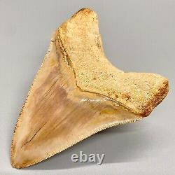 Collector Quality, GORGEOUS 4.29 Fossil INDONESIAN MEGALODON Shark Tooth