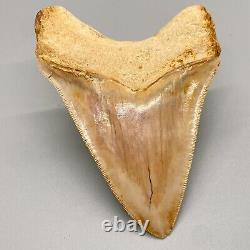 Collector Quality, GORGEOUS 4.29 Fossil INDONESIAN MEGALODON Shark Tooth
