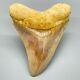 Collector Quality, Gorgeous 4.94 Fossil Indonesian Megalodon Shark Tooth