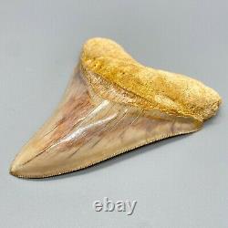 Collector Quality, GORGEOUS 4.94 Fossil INDONESIAN MEGALODON Shark Tooth