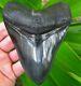 Collector Quality Georgia River Megalodon Fossil Shark Tooth Teeth