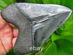 Collector Quality Georgia River Megalodon Fossil Shark Tooth teeth
