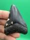 Collector Quality Megalodon Tooth Venice Florida 2.67 All Natural