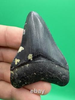 Collector Quality Megalodon Tooth Venice Florida 2.67 All Natural