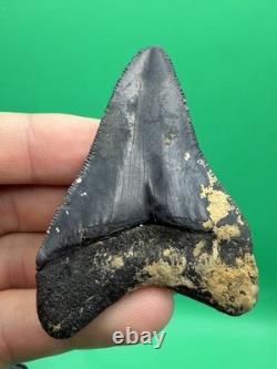 Collector Quality Megalodon Tooth Venice Florida 2.67 All Natural