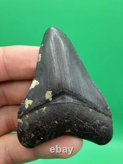 Collector Quality Megalodon Tooth Venice Florida 2.67 All Natural