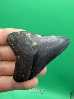 Collector Quality Megalodon Tooth Venice Florida 2.67 All Natural