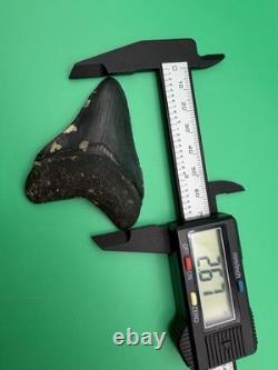 Collector Quality Megalodon Tooth Venice Florida 2.67 All Natural