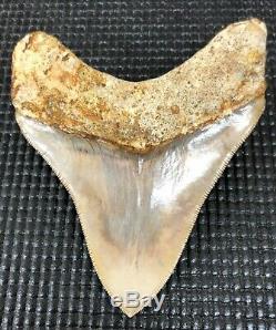 Collector quality 4.11 Indonesian MEGALODON Fossil Shark Teeth, REAL tooth