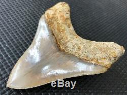 Collector quality 4.11 Indonesian MEGALODON Fossil Shark Teeth, REAL tooth