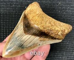 Collector quality 4.47 Indonesian MEGALODON Fossil Shark Teeth, REAL tooth
