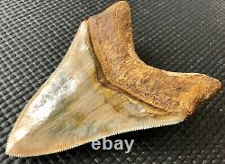 Collector quality 4.47 Indonesian MEGALODON Fossil Shark Teeth, REAL tooth