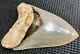 Collector Quality 5.10 Indonesian Megalodon Fossil Shark Teeth, Real Tooth