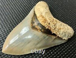 Collector quality 5.10 Indonesian MEGALODON Fossil Shark Teeth, REAL tooth
