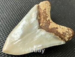 Collector quality 5.10 Indonesian MEGALODON Fossil Shark Teeth, REAL tooth