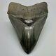 Collector Quality, Gorgeous 5.00 Fossil Megalodon Shark Tooth Usa