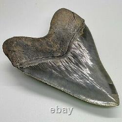 Collector quality, gorgeous 5.00 Fossil MEGALODON Shark Tooth USA