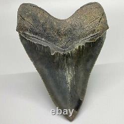 Collector quality, gorgeous 5.00 Fossil MEGALODON Shark Tooth USA