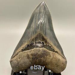 Collector quality, gorgeous 5.42 Fossil MEGALODON Shark Tooth USA