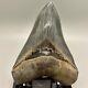 Collector Quality, Gorgeous 5.42 Fossil Megalodon Shark Tooth Usa