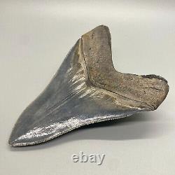 Collector quality, gorgeous 5.42 Fossil MEGALODON Shark Tooth USA