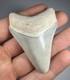 Colorful 2.4 Bone Valley Megalodon Shark Tooth Fossil Florida