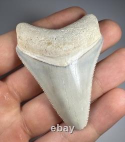 Colorful 2.4 Bone Valley Megalodon Shark tooth Fossil Florida