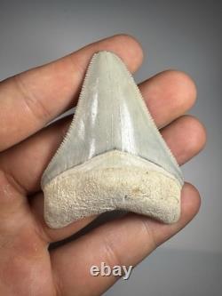 Colorful 2.4 Bone Valley Megalodon Shark tooth Fossil Florida