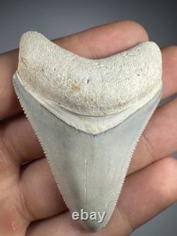 Colorful 2.4 Bone Valley Megalodon Shark tooth Fossil Florida