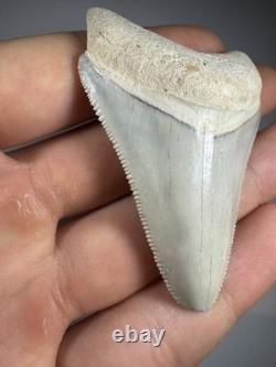 Colorful 2.4 Bone Valley Megalodon Shark tooth Fossil Florida