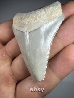 Colorful 2.4 Bone Valley Megalodon Shark tooth Fossil Florida