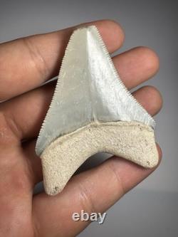 Colorful 2.4 Bone Valley Megalodon Shark tooth Fossil Florida