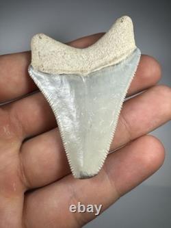 Colorful 2.4 Bone Valley Megalodon Shark tooth Fossil Florida