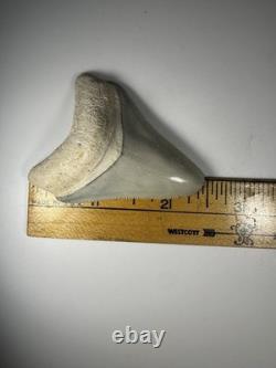 Colorful 2.4 Bone Valley Megalodon Shark tooth Fossil Florida