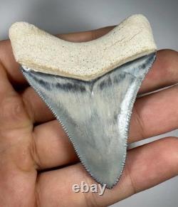 Colorful 2.67 Bone Valley Megalodon Shark tooth Fossil Florida Sharktooth Meg